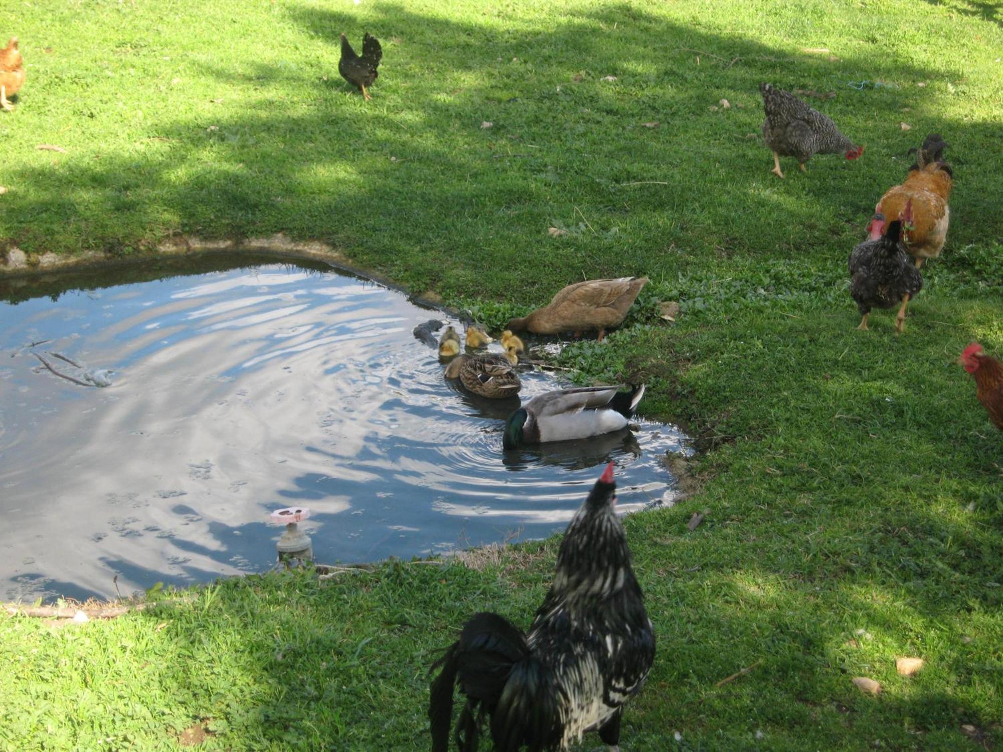 Quinta Das Pias - Holiday Farm Pinhel Εξωτερικό φωτογραφία