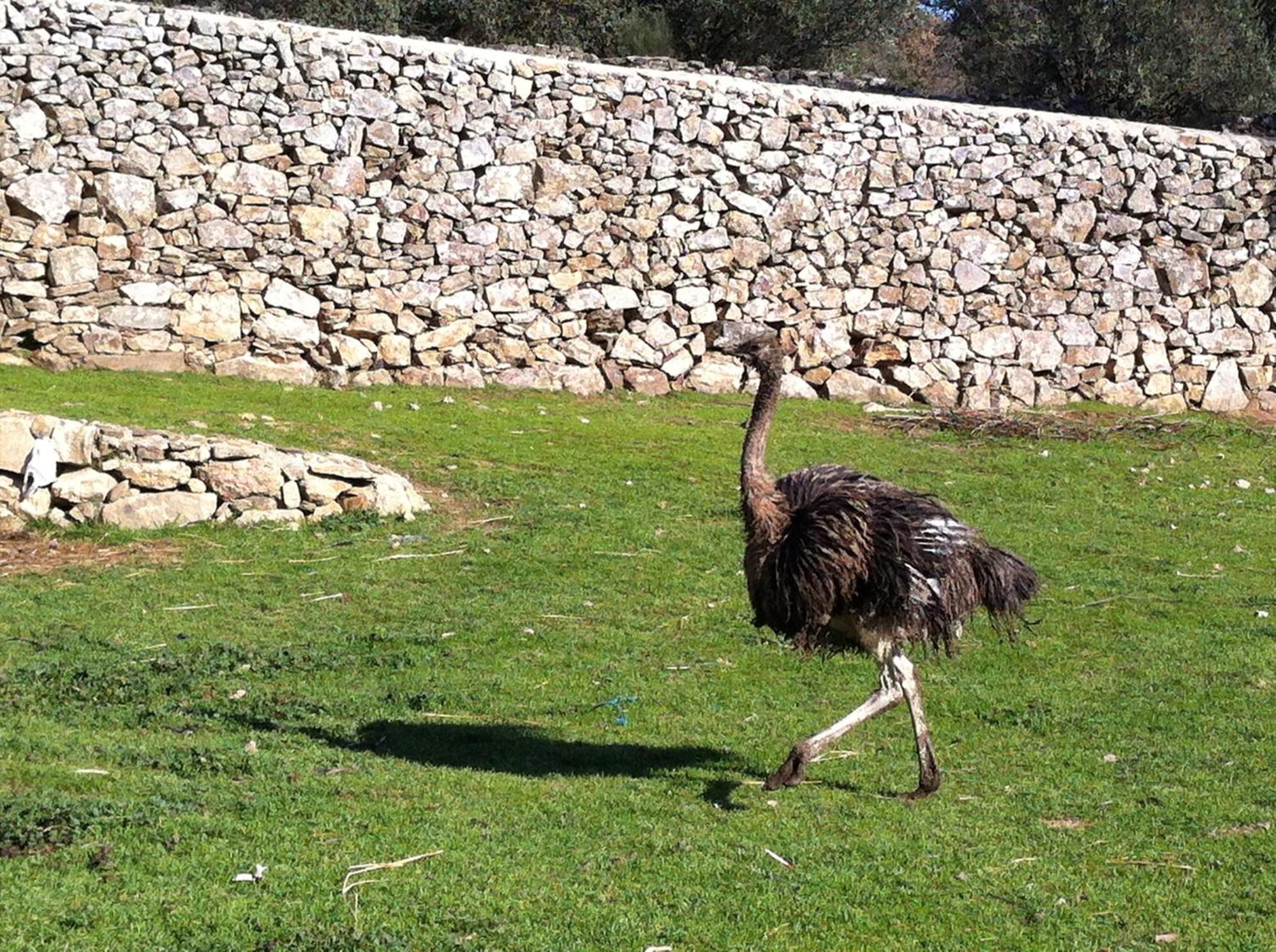 Quinta Das Pias - Holiday Farm Pinhel Εξωτερικό φωτογραφία