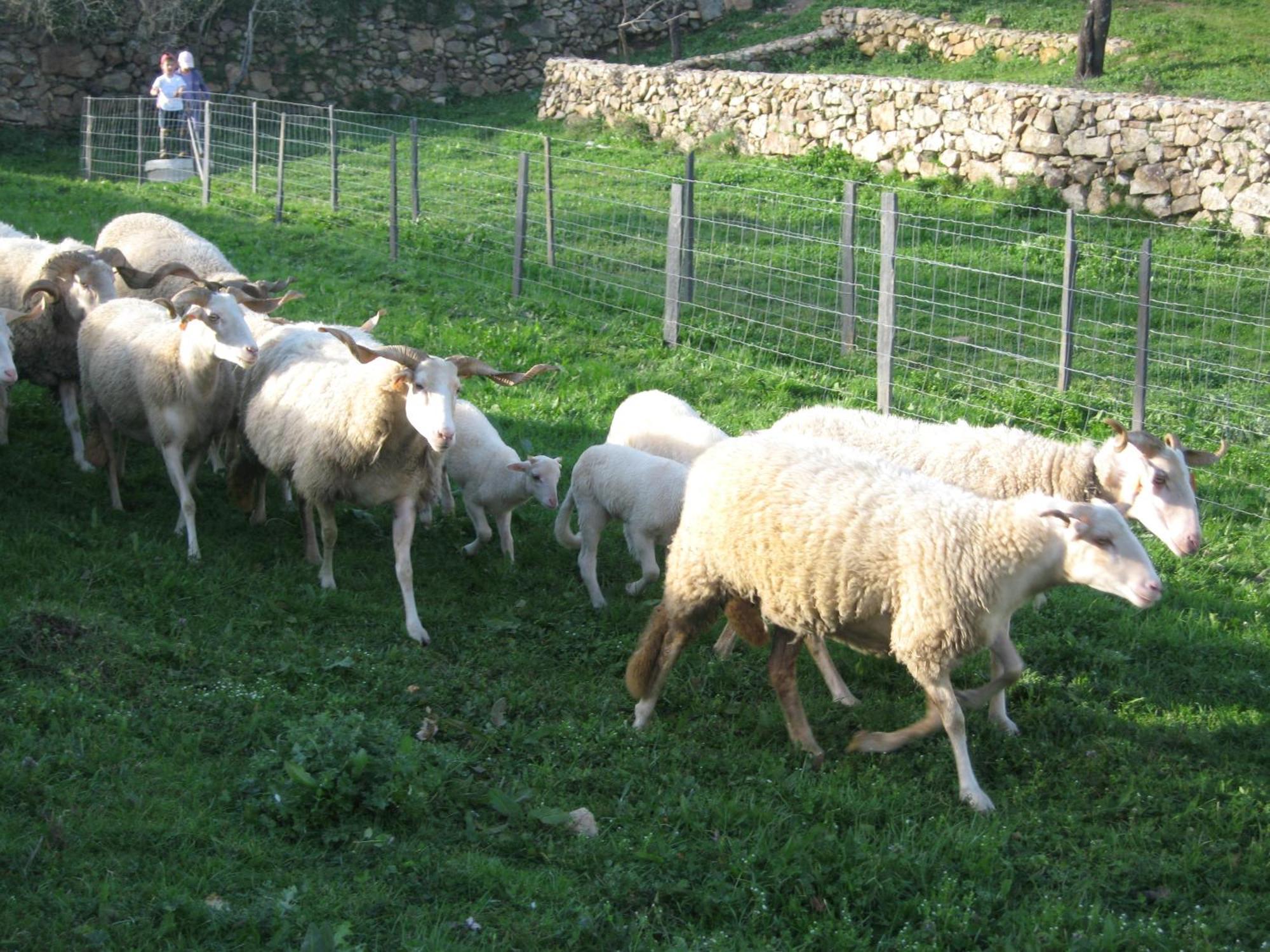 Quinta Das Pias - Holiday Farm Pinhel Εξωτερικό φωτογραφία