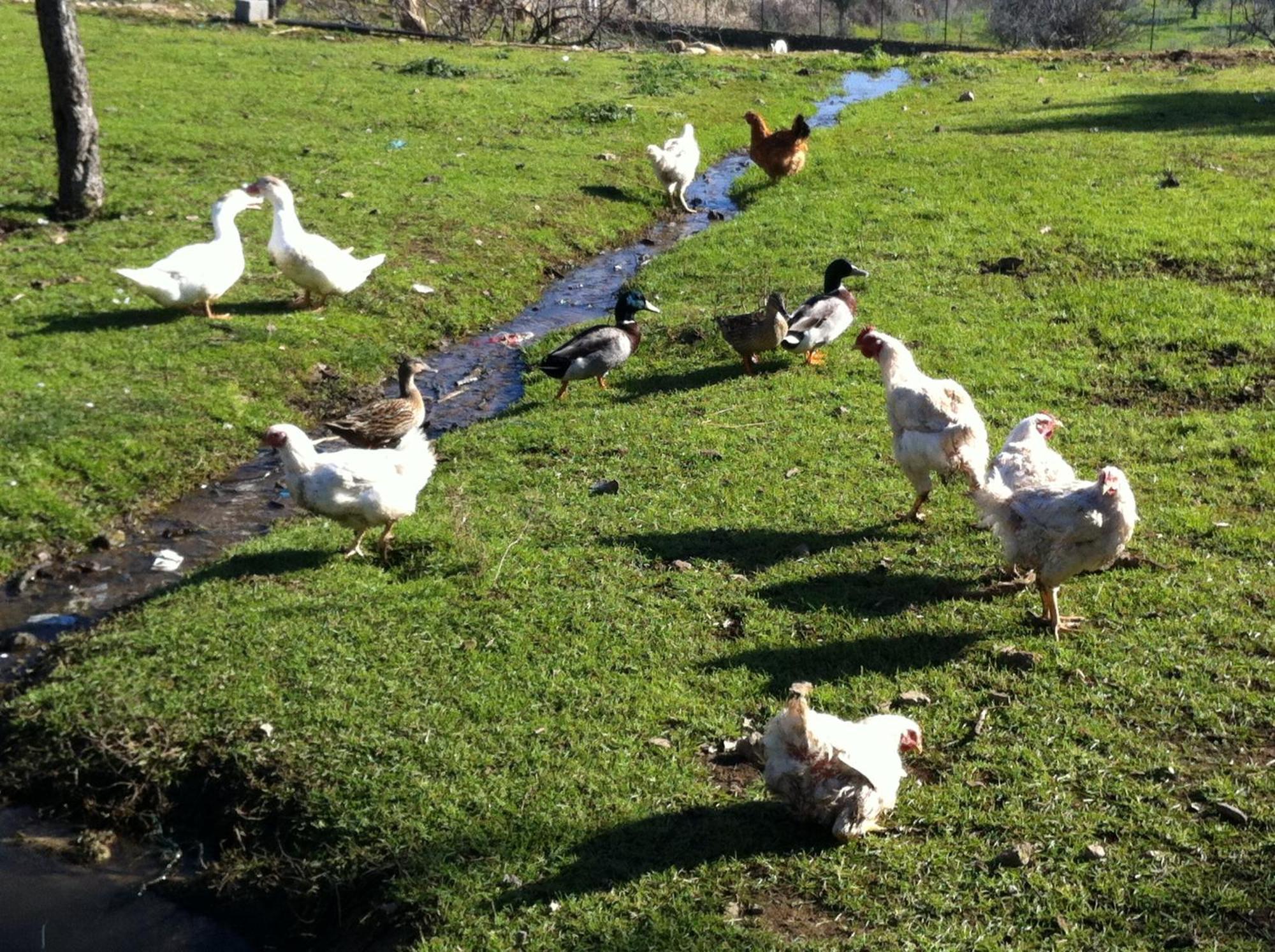 Quinta Das Pias - Holiday Farm Pinhel Εξωτερικό φωτογραφία